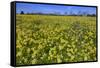 Cowslips (Primula Veris) On Conservation Headland On Organic Farm. Norfolk, UK, April-Ernie Janes-Framed Stretched Canvas