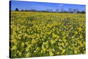 Cowslips (Primula Veris) On Conservation Headland On Organic Farm. Norfolk, UK, April-Ernie Janes-Stretched Canvas