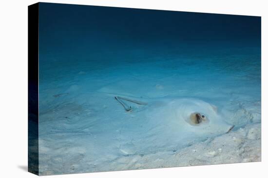 Cowtail Sting Ray Camouflaged on the Sandy Ocean Floor (Pastinachus Sephen)-Reinhard Dirscherl-Stretched Canvas