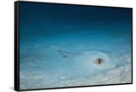 Cowtail Sting Ray Camouflaged on the Sandy Ocean Floor (Pastinachus Sephen)-Reinhard Dirscherl-Framed Stretched Canvas