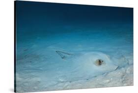 Cowtail Sting Ray Camouflaged on the Sandy Ocean Floor (Pastinachus Sephen)-Reinhard Dirscherl-Stretched Canvas