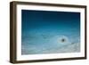 Cowtail Sting Ray Camouflaged on the Sandy Ocean Floor (Pastinachus Sephen)-Reinhard Dirscherl-Framed Photographic Print