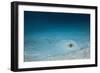 Cowtail Sting Ray Camouflaged on the Sandy Ocean Floor (Pastinachus Sephen)-Reinhard Dirscherl-Framed Photographic Print