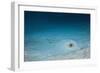 Cowtail Sting Ray Camouflaged on the Sandy Ocean Floor (Pastinachus Sephen)-Reinhard Dirscherl-Framed Photographic Print