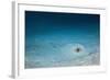 Cowtail Sting Ray Camouflaged on the Sandy Ocean Floor (Pastinachus Sephen)-Reinhard Dirscherl-Framed Photographic Print