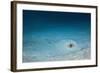 Cowtail Sting Ray Camouflaged on the Sandy Ocean Floor (Pastinachus Sephen)-Reinhard Dirscherl-Framed Photographic Print