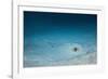 Cowtail Sting Ray Camouflaged on the Sandy Ocean Floor (Pastinachus Sephen)-Reinhard Dirscherl-Framed Photographic Print