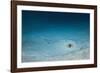 Cowtail Sting Ray Camouflaged on the Sandy Ocean Floor (Pastinachus Sephen)-Reinhard Dirscherl-Framed Photographic Print