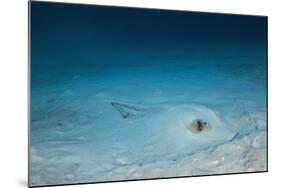 Cowtail Sting Ray Camouflaged on the Sandy Ocean Floor (Pastinachus Sephen)-Reinhard Dirscherl-Mounted Photographic Print