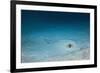 Cowtail Sting Ray Camouflaged on the Sandy Ocean Floor (Pastinachus Sephen)-Reinhard Dirscherl-Framed Photographic Print