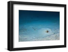 Cowtail Sting Ray Camouflaged on the Sandy Ocean Floor (Pastinachus Sephen)-Reinhard Dirscherl-Framed Photographic Print