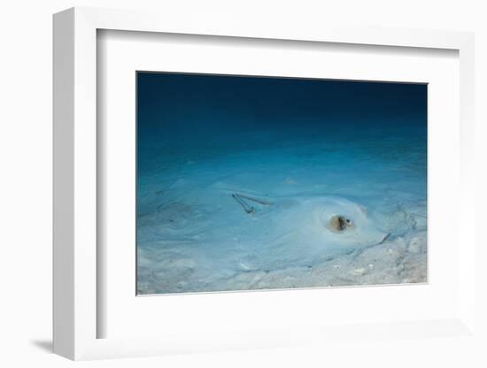 Cowtail Sting Ray Camouflaged on the Sandy Ocean Floor (Pastinachus Sephen)-Reinhard Dirscherl-Framed Photographic Print