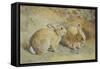 Coy Look-Frank Paton-Framed Stretched Canvas