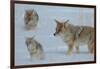 Coyote and Cubs-Lantern Press-Framed Art Print