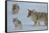 Coyote and Cubs-Lantern Press-Framed Stretched Canvas