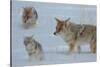 Coyote and Cubs-Lantern Press-Stretched Canvas