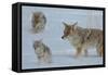 Coyote and Cubs-Lantern Press-Framed Stretched Canvas