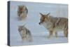 Coyote and Cubs-Lantern Press-Stretched Canvas