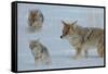 Coyote and Cubs-Lantern Press-Framed Stretched Canvas