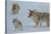 Coyote and Cubs-Lantern Press-Stretched Canvas