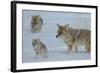 Coyote and Cubs-Lantern Press-Framed Art Print