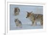 Coyote and Cubs-Lantern Press-Framed Art Print