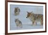 Coyote and Cubs-Lantern Press-Framed Art Print