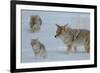 Coyote and Cubs-Lantern Press-Framed Art Print