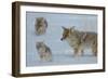 Coyote and Cubs-Lantern Press-Framed Art Print