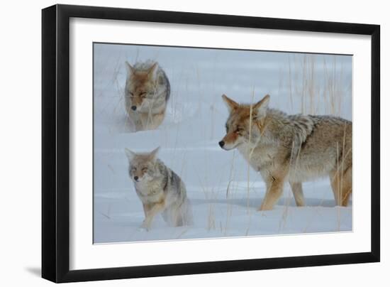 Coyote and Cubs-Lantern Press-Framed Art Print