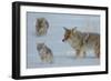 Coyote and Cubs-Lantern Press-Framed Art Print