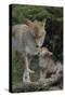 Coyote and Her Pup-DLILLC-Stretched Canvas