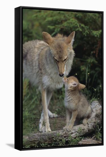 Coyote and Her Pup-DLILLC-Framed Stretched Canvas