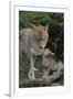 Coyote and Her Pup-DLILLC-Framed Premium Photographic Print