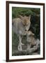 Coyote and Her Pup-DLILLC-Framed Premium Photographic Print