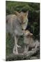 Coyote and Her Pup-DLILLC-Mounted Premium Photographic Print