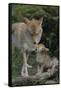 Coyote and Her Pup-DLILLC-Framed Stretched Canvas