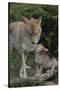 Coyote and Her Pup-DLILLC-Stretched Canvas