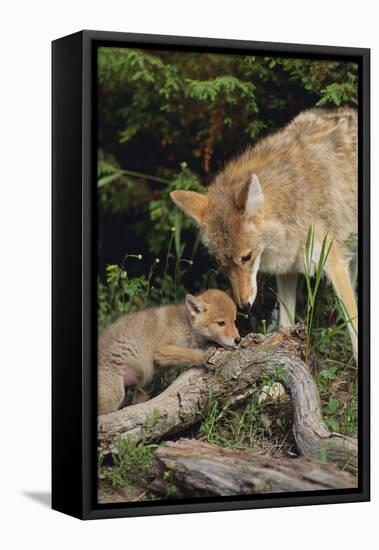 Coyote and Her Pup-DLILLC-Framed Stretched Canvas