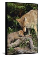 Coyote and Her Pup-DLILLC-Framed Stretched Canvas