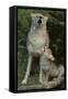 Coyote and Her Pup-DLILLC-Framed Stretched Canvas