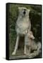 Coyote and Her Pup-DLILLC-Framed Stretched Canvas