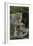 Coyote and Her Pup-DLILLC-Framed Photographic Print