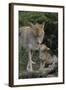 Coyote and Her Pup-DLILLC-Framed Photographic Print