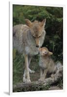 Coyote and Her Pup-DLILLC-Framed Photographic Print