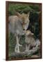 Coyote and Her Pup-DLILLC-Framed Photographic Print