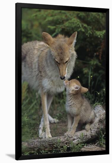 Coyote and Her Pup-DLILLC-Framed Photographic Print