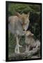 Coyote and Her Pup-DLILLC-Framed Photographic Print