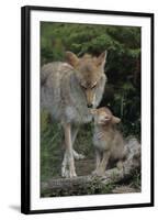 Coyote and Her Pup-DLILLC-Framed Photographic Print