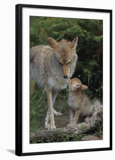 Coyote and Her Pup-DLILLC-Framed Photographic Print